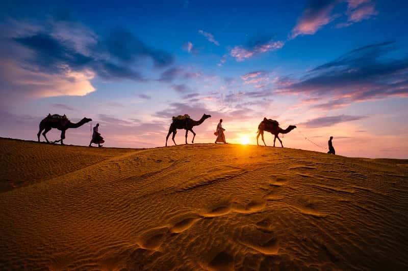 Vacanza India, tre uomini con tre cammelli Vacanza India, tre uomini con tre cammelli